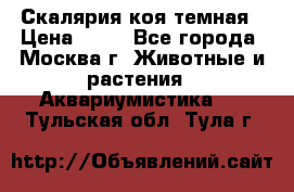 Скалярия коя темная › Цена ­ 50 - Все города, Москва г. Животные и растения » Аквариумистика   . Тульская обл.,Тула г.